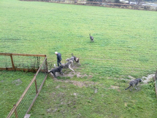 A pack of noisy Irish Wolf hounds